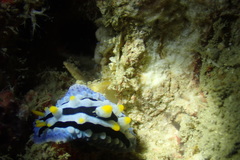 Phyllidia coelestis