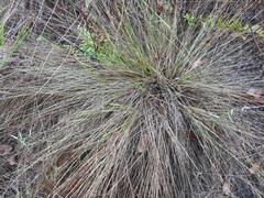 Urochloa bovonei