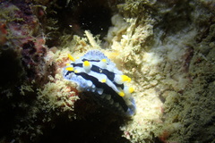 Phyllidia coelestis