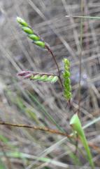 Urochloa bovonei