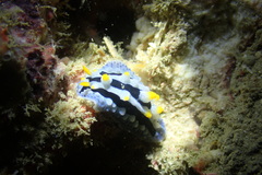 Phyllidia coelestis
