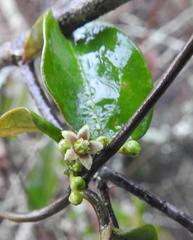 Vincetoxicum anomalum