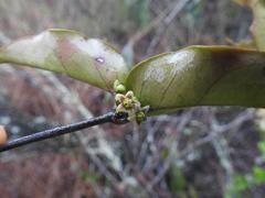 Vincetoxicum anomalum