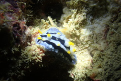 Phyllidia coelestis