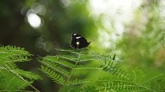 Hypolimnas bolina bolina