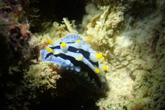 Phyllidia coelestis