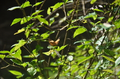 Cupha erymanthis maja