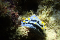 Phyllidia coelestis