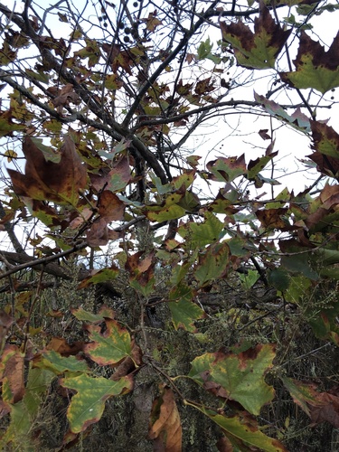 iNaturalist observation photo of western sycamore