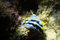 Phyllidia coelestis