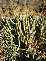Euphorbia schinzii