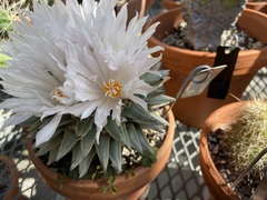Ariocarpus retusus