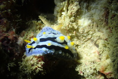 Phyllidia coelestis