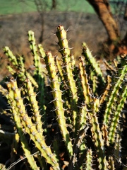 Euphorbia schinzii
