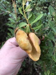 Exobasidium ferrugineae