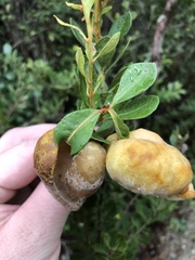 Exobasidium ferrugineae