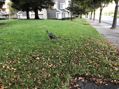 Meleagris gallopavo