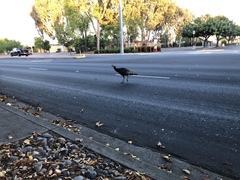 Meleagris gallopavo