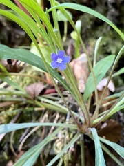 Omphalodes nitida