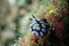 Phyllidiidae