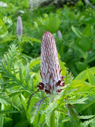 Pedicularis atropurpurea