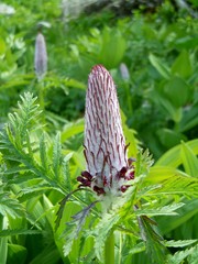 Pedicularis atropurpurea