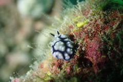 Phyllidiidae