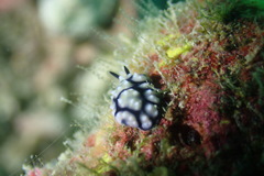 Phyllidiidae