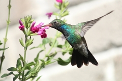 Broad-Billed Hummingbird photo 2