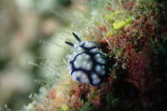 Phyllidiidae
