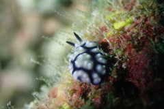 Phyllidiidae