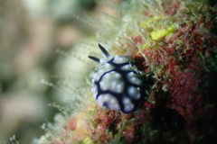 Phyllidiidae