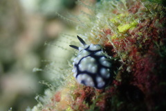 Phyllidiidae