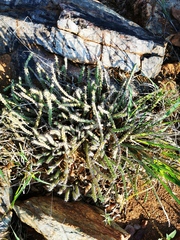 Euphorbia schinzii