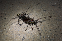 Batocera rubus rubus