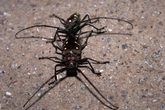 Batocera rubus rubus