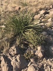 Dasylirion acrotrichum