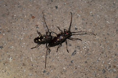 Batocera rubus rubus