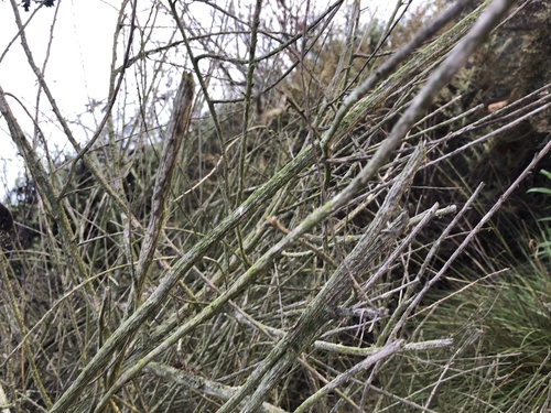iNaturalist observation photo of Dicots