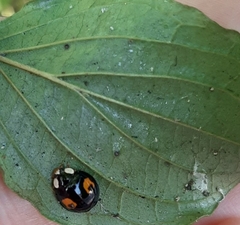 Harmonia axyridis