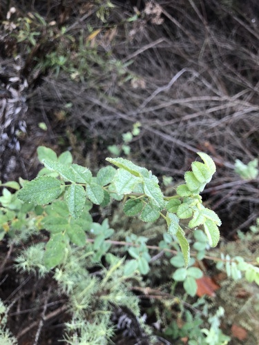 iNaturalist observation photo of California Wild Rose