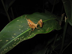 Acanthopidae