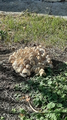 Fungi