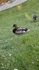 Anas platyrhynchos