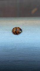 Harmonia axyridis
