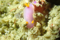 Hypselodoris bullockii