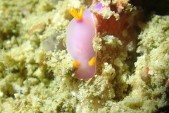 Hypselodoris bullockii