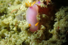 Hypselodoris bullockii