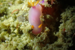Hypselodoris bullockii