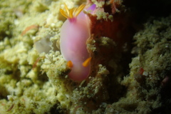 Hypselodoris bullockii